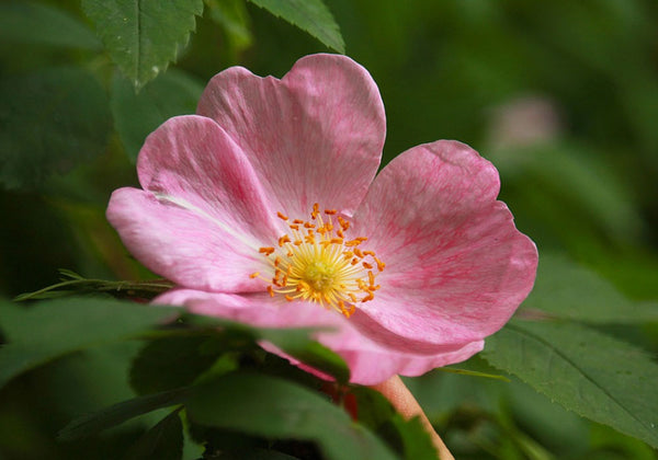 Rose Musquée